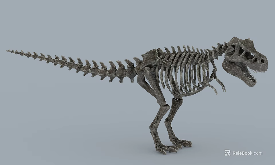 Natural History Museum Public Facility Displaying Dinosaur Skeleton Exhibit In Exhibition Hall 3d model 