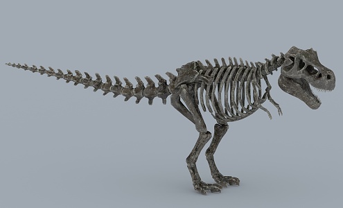 Modern Fossil Dinosaur Fossil 3d model