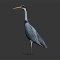 Gray Heron With Green Head And Orange Beak Standing On Reflective Gray Background