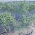 Group Of Tall Trees With Green Willow Like Leaves Slender Trunks And Natural Shadows