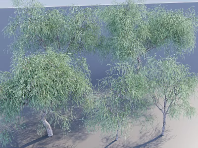 Group Of Tall Trees With Green Willow Like Leaves Slender Trunks And Natural Shadows 3d model