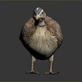 Realistic Quail Featuring Brown And Beige Patterned Feathers Dark Head Markings Standing On Dark Background