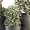 Potted Bonsai Plants With Twisted Trunk And White Flowers In Gray Pots