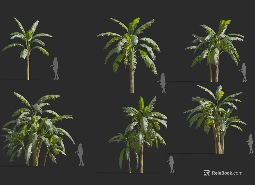 Tropical Trees In Various Forms With Human Silhouette Scale And Lush Green Leaves 3d model 