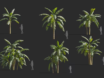 Tropical Trees In Various Forms With Human Silhouette Scale And Lush Green Leaves 3d model