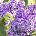 Purple Flowering Shrub With Green Leaves And Human Silhouette For Size Reference