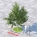American Hackberry Tree with 8 Meters Height on Circular Green Patch and Gray Square Paving 3d model