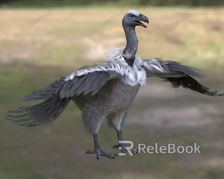 South African vulture Eagle vulture Avian animals model