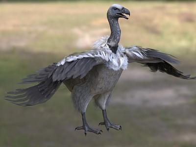 South African vulture Eagle vulture Avian animals model