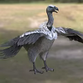 Wild Vulture Spreading Wings In Flight Over Green Grassland Area