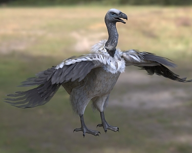 South African vulture Eagle vulture Avian animals 3d model