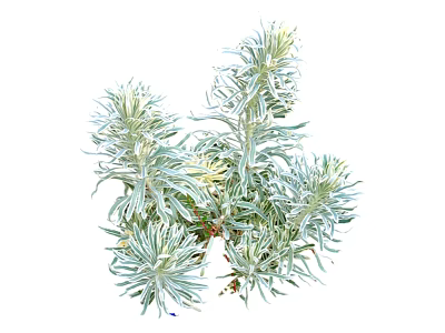 Ornamental Silver Leaf Plant With Slender Green Foliage For Garden Decoration 3d model