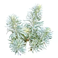 Ornamental Silver Leaf Plant With Slender Green Foliage For Garden Decoration