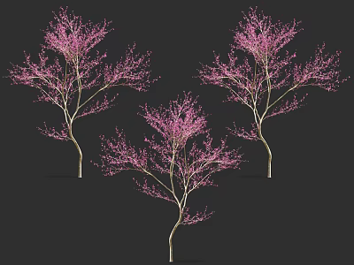 Three Vibrant Pink Flowering Trees With Lush Blossoms And Elegant Branches 3d model