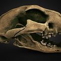 Modern Skull Leopard Skull 3d model