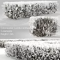 Cotoneaster Lucidus Winter Decorative Ornament Set With 5 Elements 1.3m Height