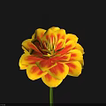 Vibrant Yellow and Red Layered Flower with Green Stem on Dark Background