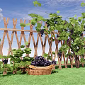 Grape Vines Growing On Wooden Fence With Wicker Basket Grapes Green Grass And Blue Sky