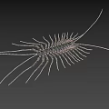 Reddish Brown Centipede With Segmented Body Long Antennae On Dark Background 3d model