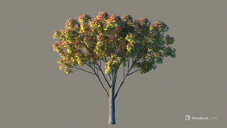 Beautiful Arbor With Colorful Red Yellow Green Leaves Slender Trunk And Spreading Branches 3d model 