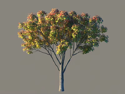 Beautiful Arbor With Colorful Red Yellow Green Leaves Slender Trunk And Spreading Branches 3d model