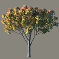 Beautiful Arbor With Colorful Red Yellow Green Leaves Slender Trunk And Spreading Branches