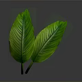 Fresh Green Herb Leaves as Natural Food Ingredient for Healthy Dishes