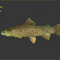 Brown Spotted Trout With Yellow Fins And Reflective Body Surface
