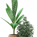 Various Lush Potted Green Plants With Different Leaf Types For Indoor Decoration