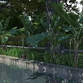 Arbor Trees Along Waterfront With Banana Plants Grass And Bushes In Natural Landscape