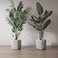 Large Green Potted Plants with Lush Leaves in Light Pots and White Pebbles Natural Shadows