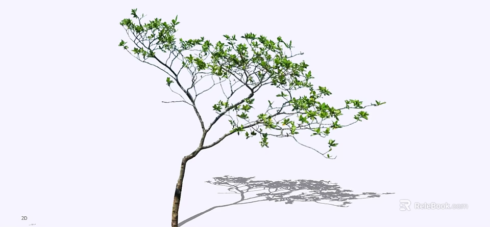 Single Tree With Green Leaves On Branches And Trunk Casting Shadow 3d model