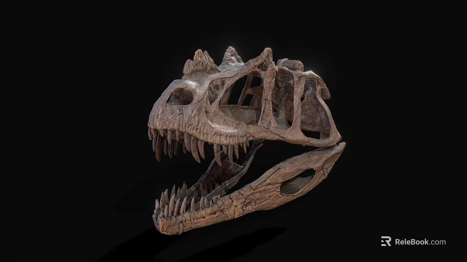Dinosaur Skull Fossil With Detailed Skeletal Structure And Sharp Teeth On Black Background 3d model 