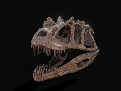 Dinosaur Skull Fossil With Detailed Skeletal Structure And Sharp Teeth On Black Background 3d model