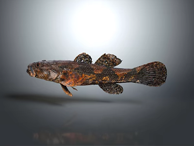 Aquatic Animal With Brown And Black Spotted Flattened Body And Fins 3d model