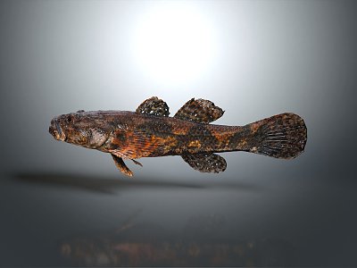 modern fish freshwater fish marine fish animal 3d model