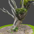 Majestic Wooden Tree Trunk Featuring Exposed Roots And Lush Green Ferns On Grassy Ground
