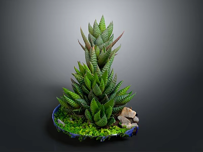 Towering Succulent Plant With Striped Green Leaves In Blue Pot With Stones And Moss 3d model