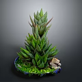 Towering Succulent Plant With Striped Green Leaves In Blue Pot With Stones And Moss