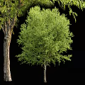 Modern Trees Landscape Trees 3d model