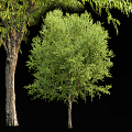 Modern Tree Trees Landscape Trees 3d model