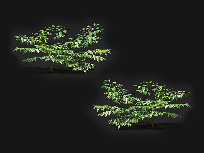 Two Green Arbor Trees With Lush Green Leaves And Different Canopy Shapes 3d model