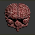 3D Anatomical Brain Model Medical Device with High Quality Realistic Texture