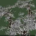 Snow Covered Arbor Trees With Intertwined Branches Brown Trunks And Green Background 3d model