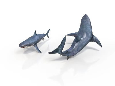 Two Small and Large Shark Models on White Background with Realistic Features 3d model