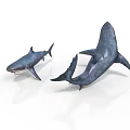 Two Small and Large Shark Models on White Background with Realistic Features