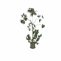 Lush Green Garden Decorative Plants With Various Leafy Branches And Potted Greenery