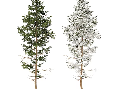 Two Outdoor Evergreen Arbor Varieties One Green and One Snow Covered 3d model