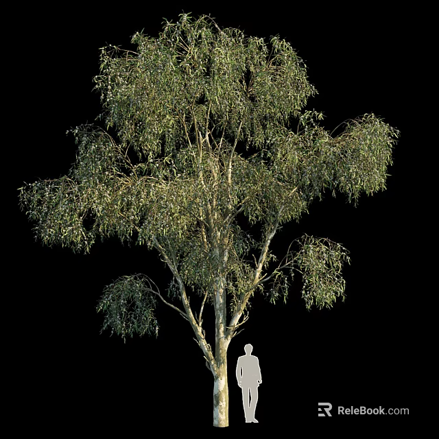 Tall Lush Green Tree With Dense Foliage And Human Silhouette For Height 3d model 