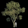 Tall Lush Green Tree With Dense Foliage And Human Silhouette For Height